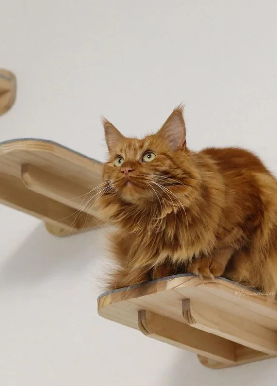 Der ultimative Leitfaden zum Erstellen einer Katzenkletterwand: Tipps und Tricks