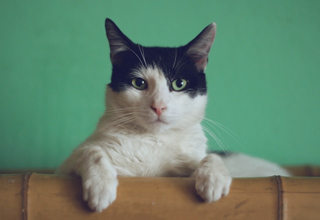 Die Vorteile der HanseMerkur Katzenversicherung für Ihr vierbeiniges Familienmitglied